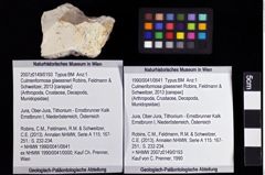 Foto (Objket + Etiketten) von Culmenformosa glaessneri (Robins, Feldmann & Schweitzer, 2013) 